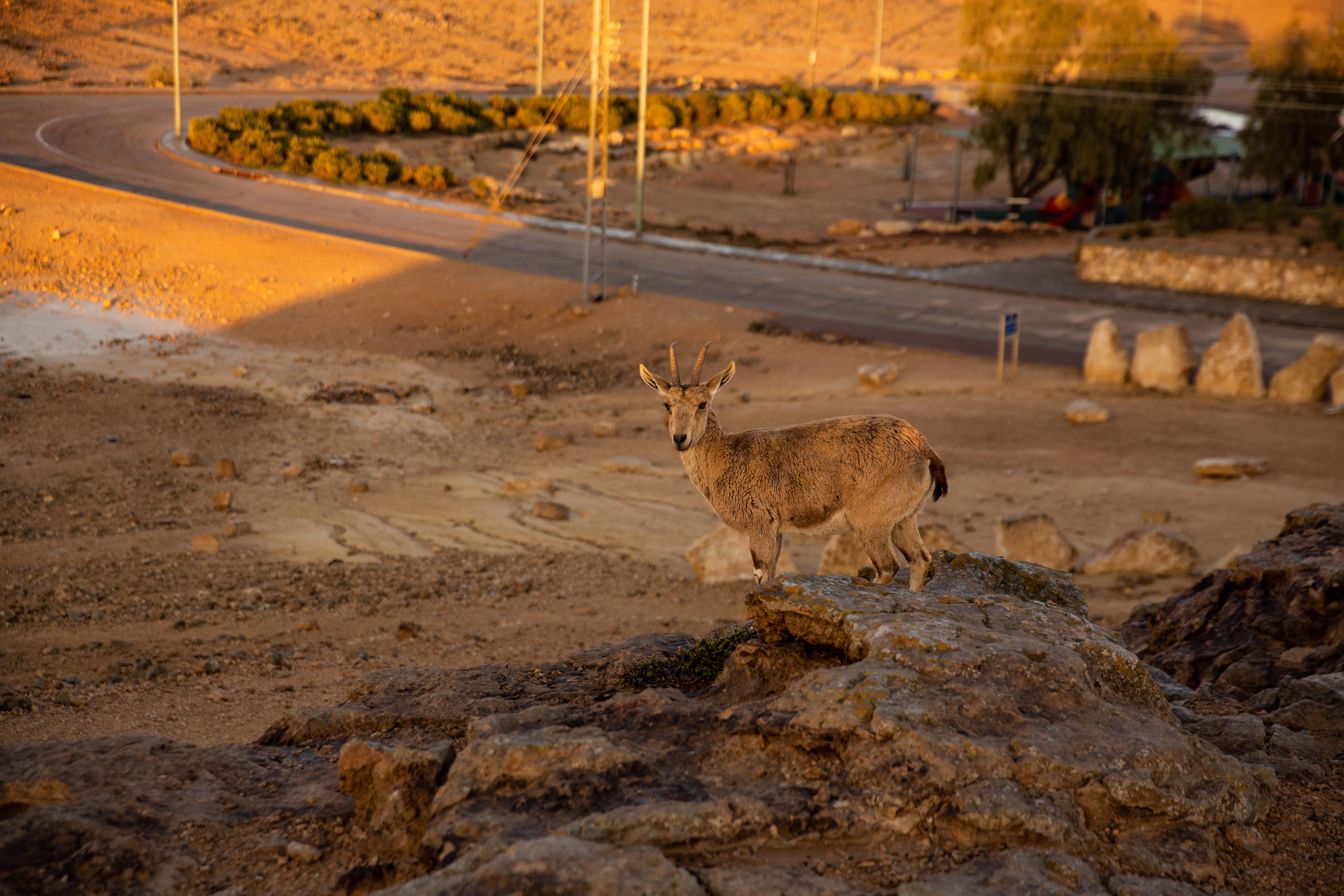 Ramon Suites By Smart Hotels Mitzpe Ramon Eksteriør bilde